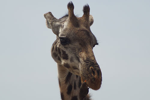 udongo giraffe tanzania